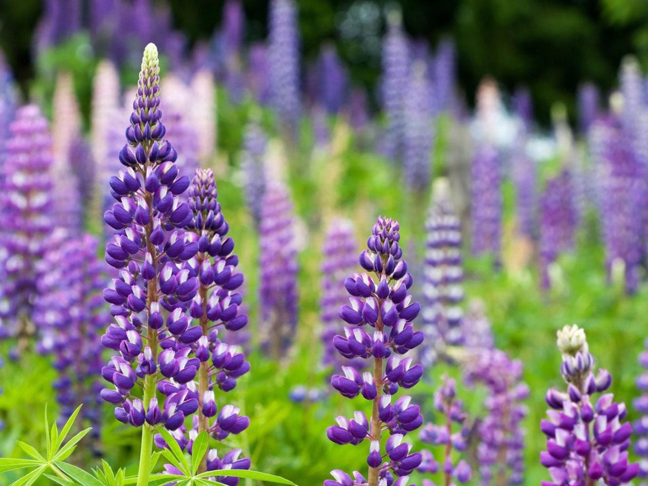 Field Of Purple Flowers