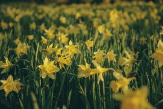 double exposure flowers