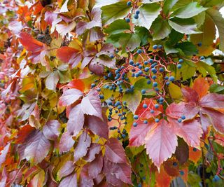 Virginia creeper showing autumnal foliage and berries