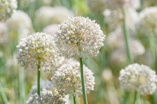 how to plant allium bulbs: divide up clumps to increase your stock