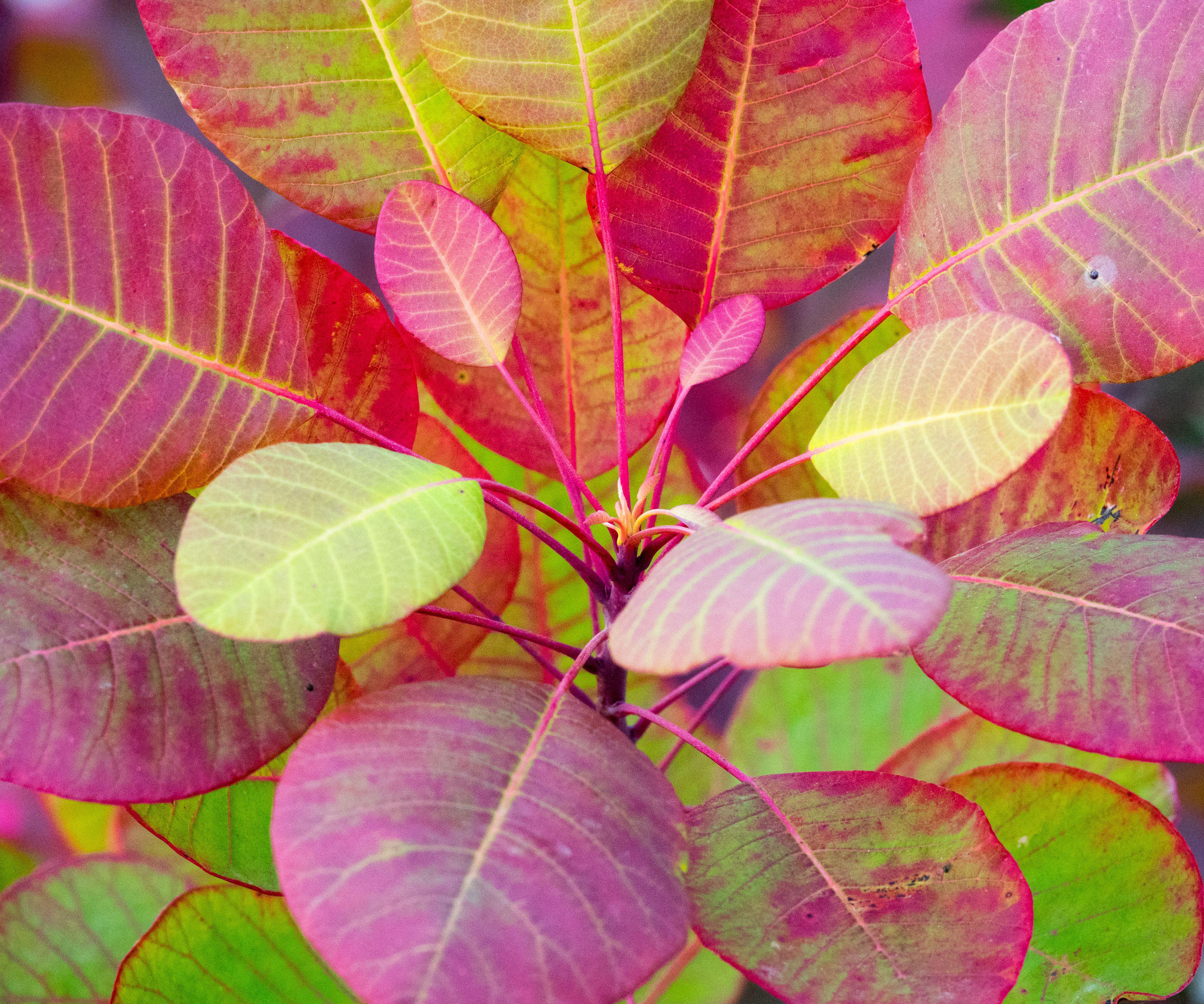 American smoke tree Tulsa Lady showing vibrant foliage