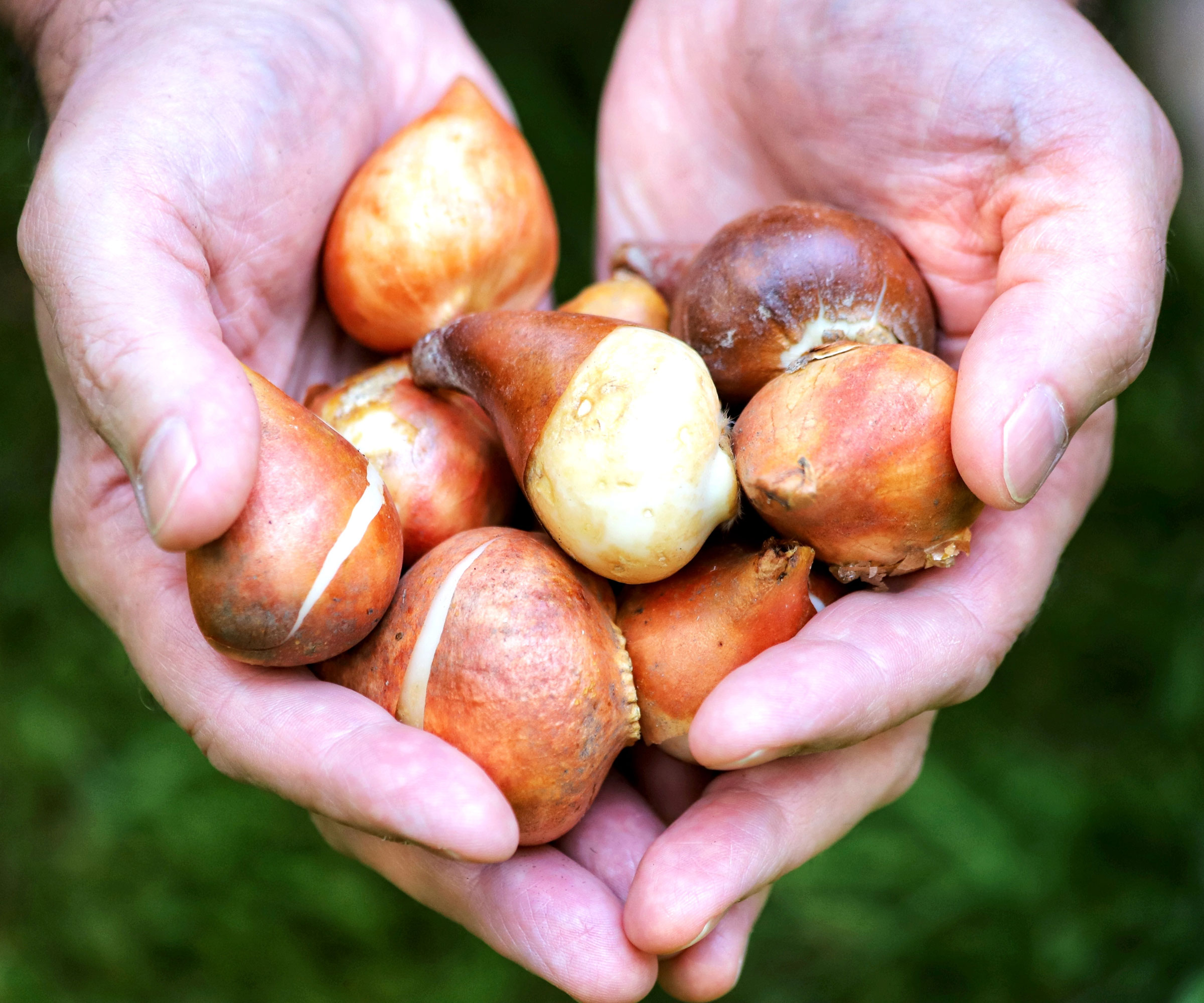 hands holding spring bulbs in garden