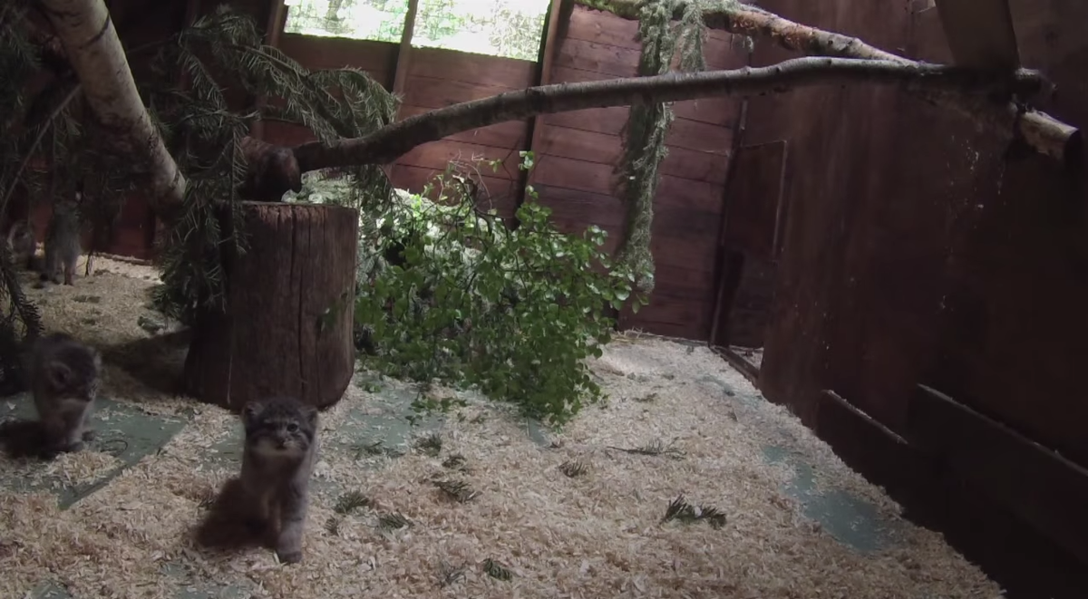 Pallas&#039;s cats at Highland Wildlife Park.