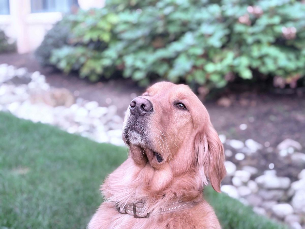 Apple iPhone 16 Plus Review, Camera Samples