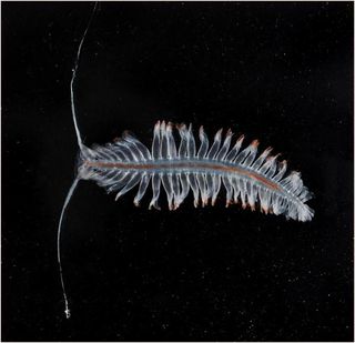 caml-polychaete-worm
