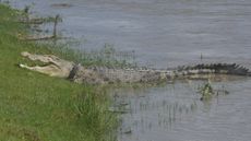 The crocodile with a motorbike tire trapped around its neck pictured on July 1, 2021, in a river near Palu in Indonesia.