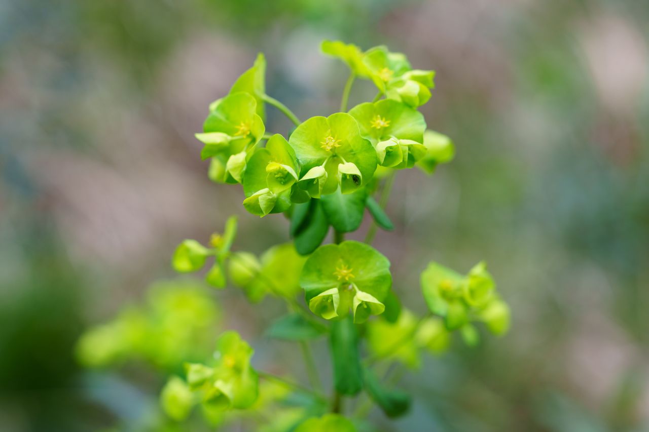 A photo of a green flower with a caterpillar on the inside of one petal.