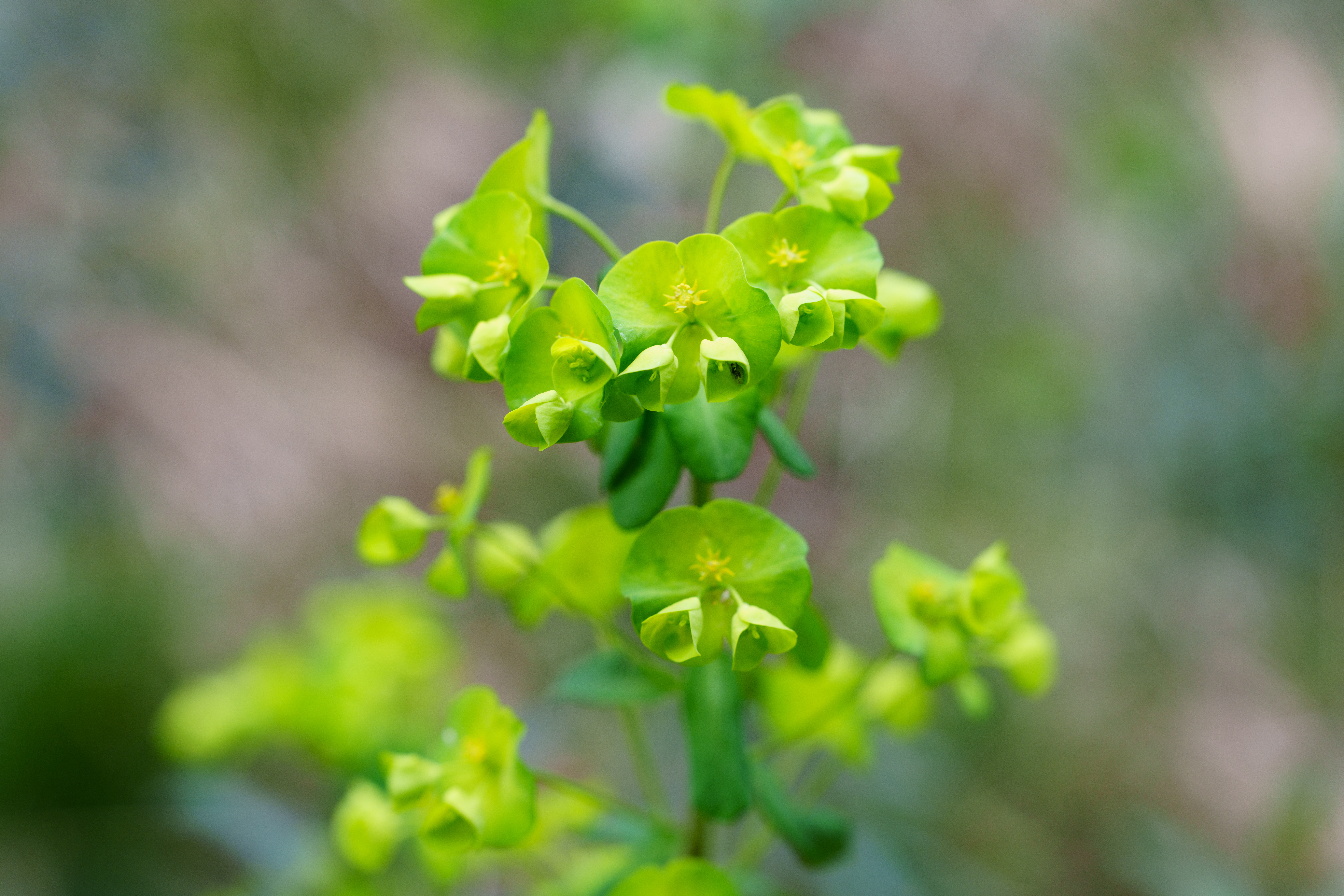 A photo of a green flower with a caterpillar on the inside of one petal.