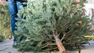 Old Christmas fir tree