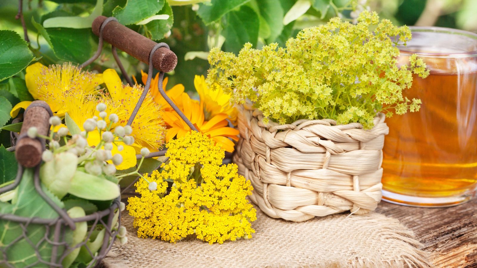 Birth Month Herbal Tea Plants: Discover All 12 to Grow