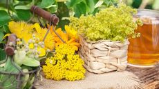 Medicinal tea plants