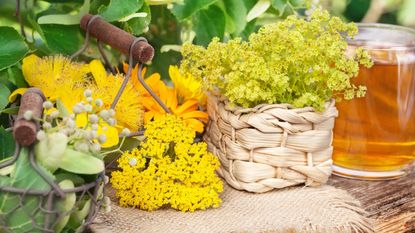 Medicinal tea plants