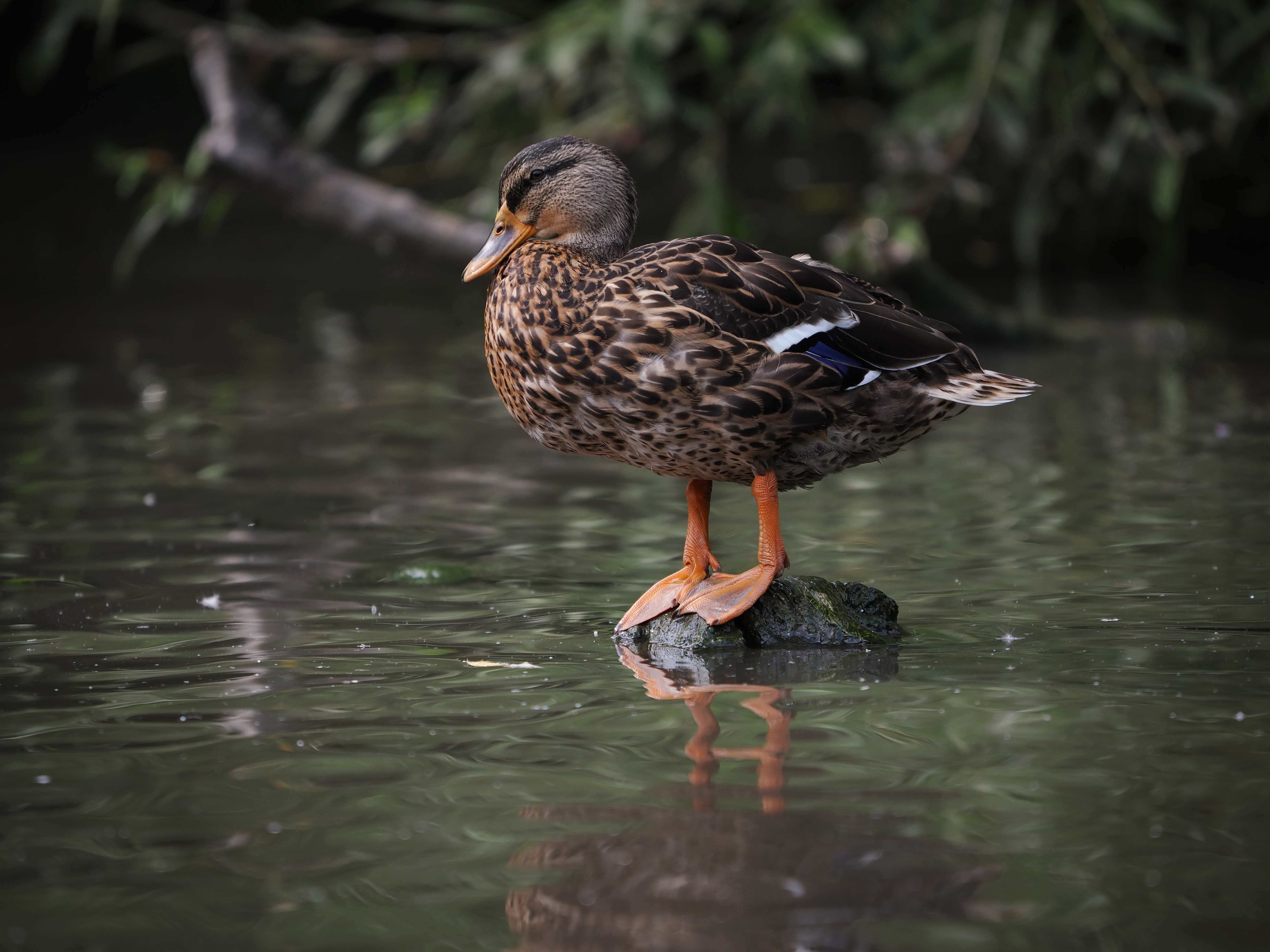 Sample bird photograph taken with the OM System M.Zuiko 50-200mm f/2.8 IS Pro on the OM System OM-1 Mark II