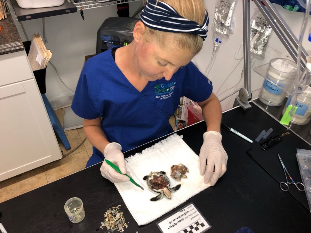 Depressing Image Shows Dead Baby Sea Turtle Found with 104 Pieces of ...