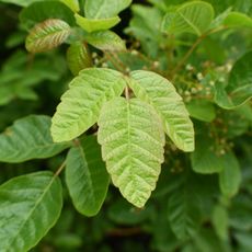 Closeup of poison oak plant