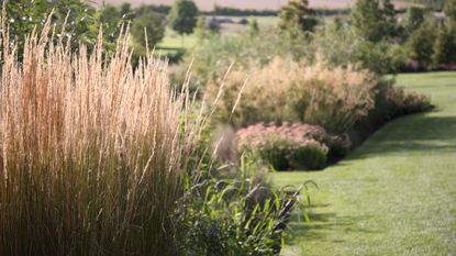 An example of how to grow ornamental grasses showing grasses in a garden field
