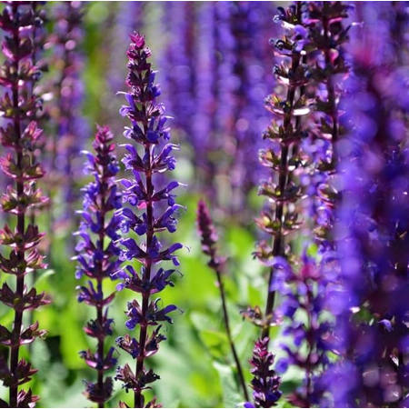 Purple Salvia Plant Live for Planting, Blue Purple Salvia Plant for Home Garden in Half Gal Pot - No Ship Ca