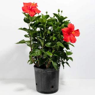 red hibiscus plant in a pot 