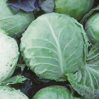 Cabbage, Early Golden Acre