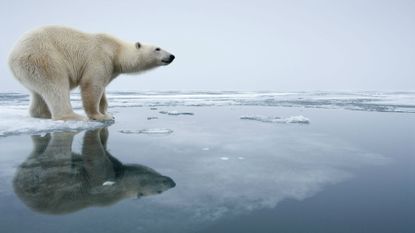 polar bears extinction