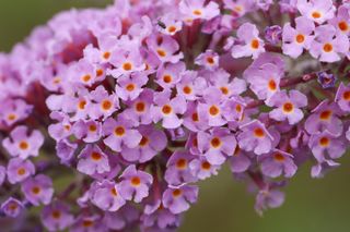 The flowers of a Buddleia bush, Buddleja davidii, growing in the wild