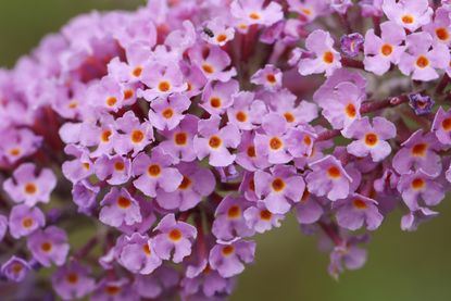 Why Are Butterfly Bushes Bad? And What to Plant Instead | Livingetc