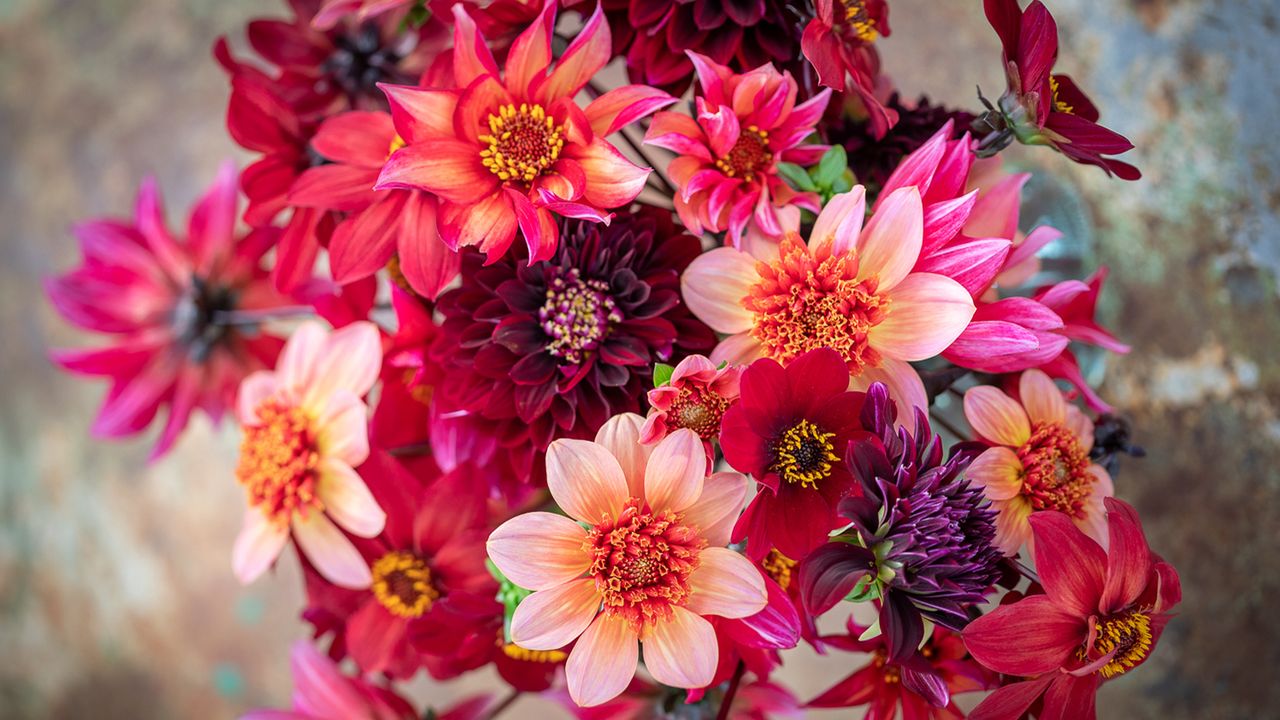 half hardy plants: dahlias from Sarah Raven