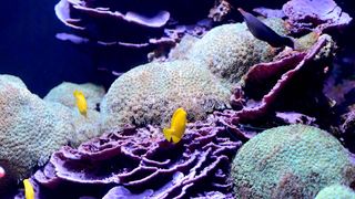 Colorful yellow fish swimming amongst coral reef