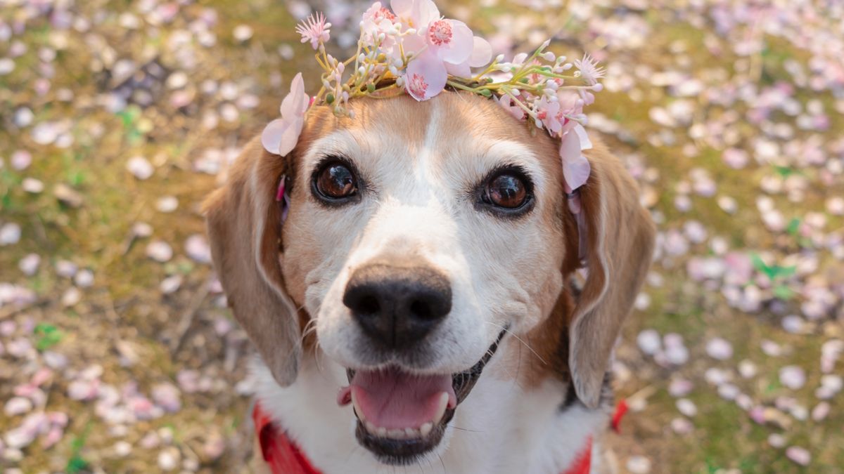 Beagle wearing floral crown