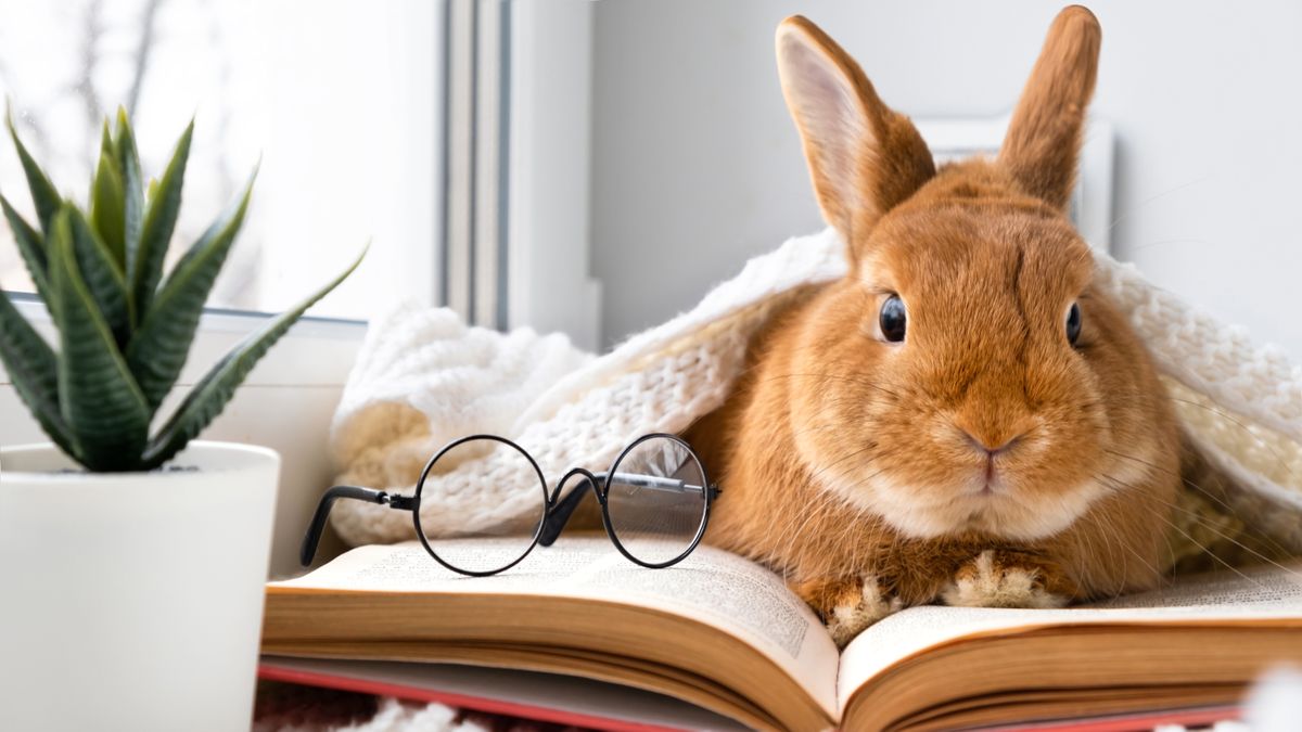 Cute brown rabbit lying on a book under a blanket with eyeglasses beside them