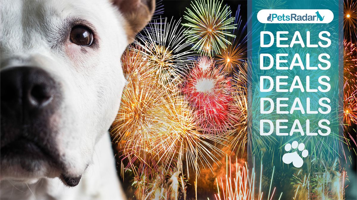 Dog and fireworks with PetsRadar deals image