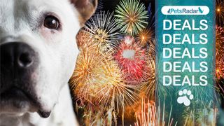 Dog and fireworks with PetsRadar deals image