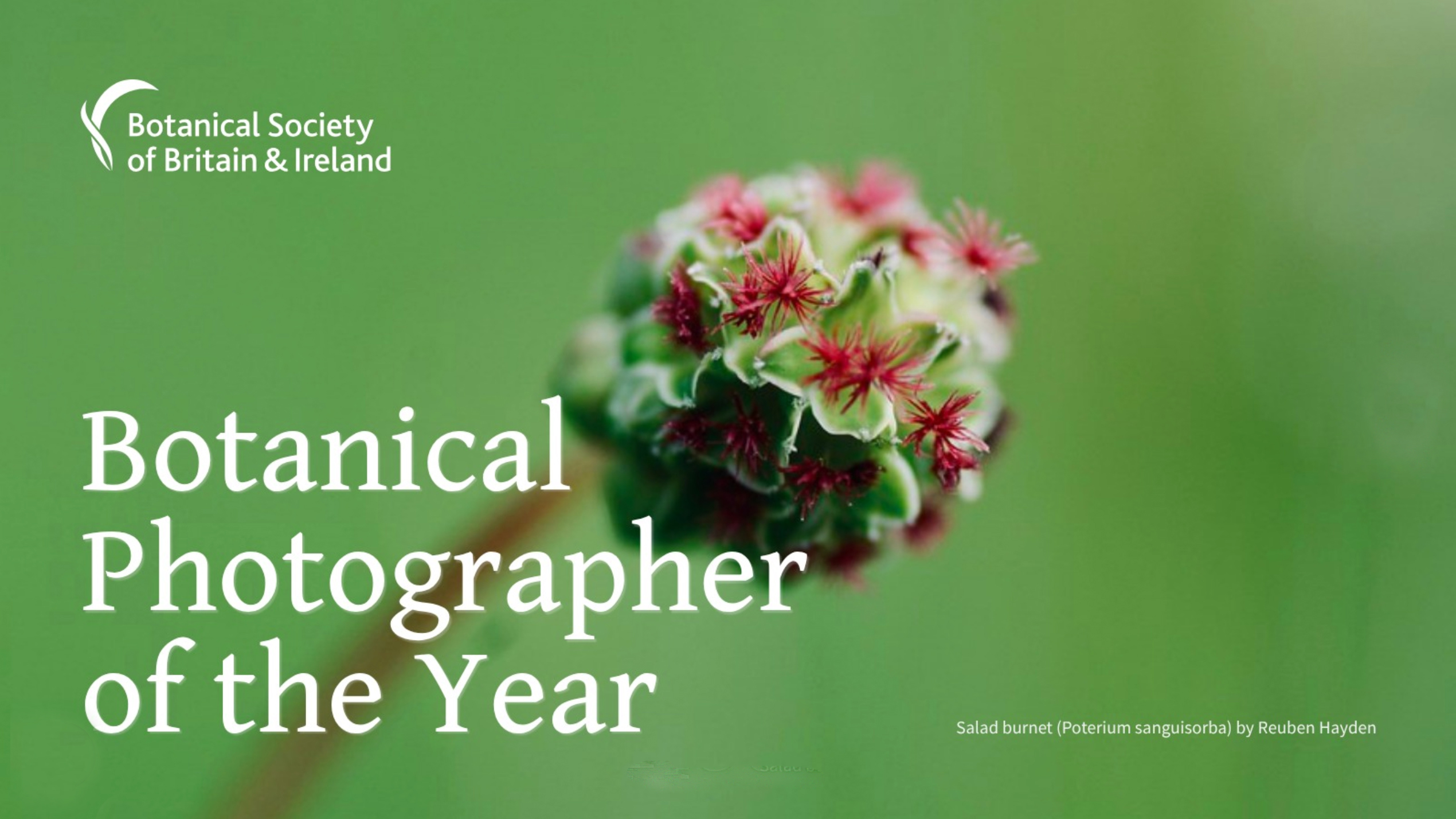 Close-up of a Salad burnet flower with red and green hues, featured in the Botanical Photographer of the Year by the Botanical Society of Britain &amp;amp; Ireland