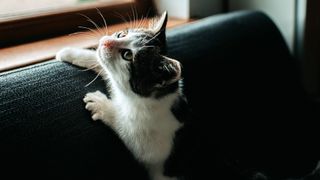 Kitten scratching couch