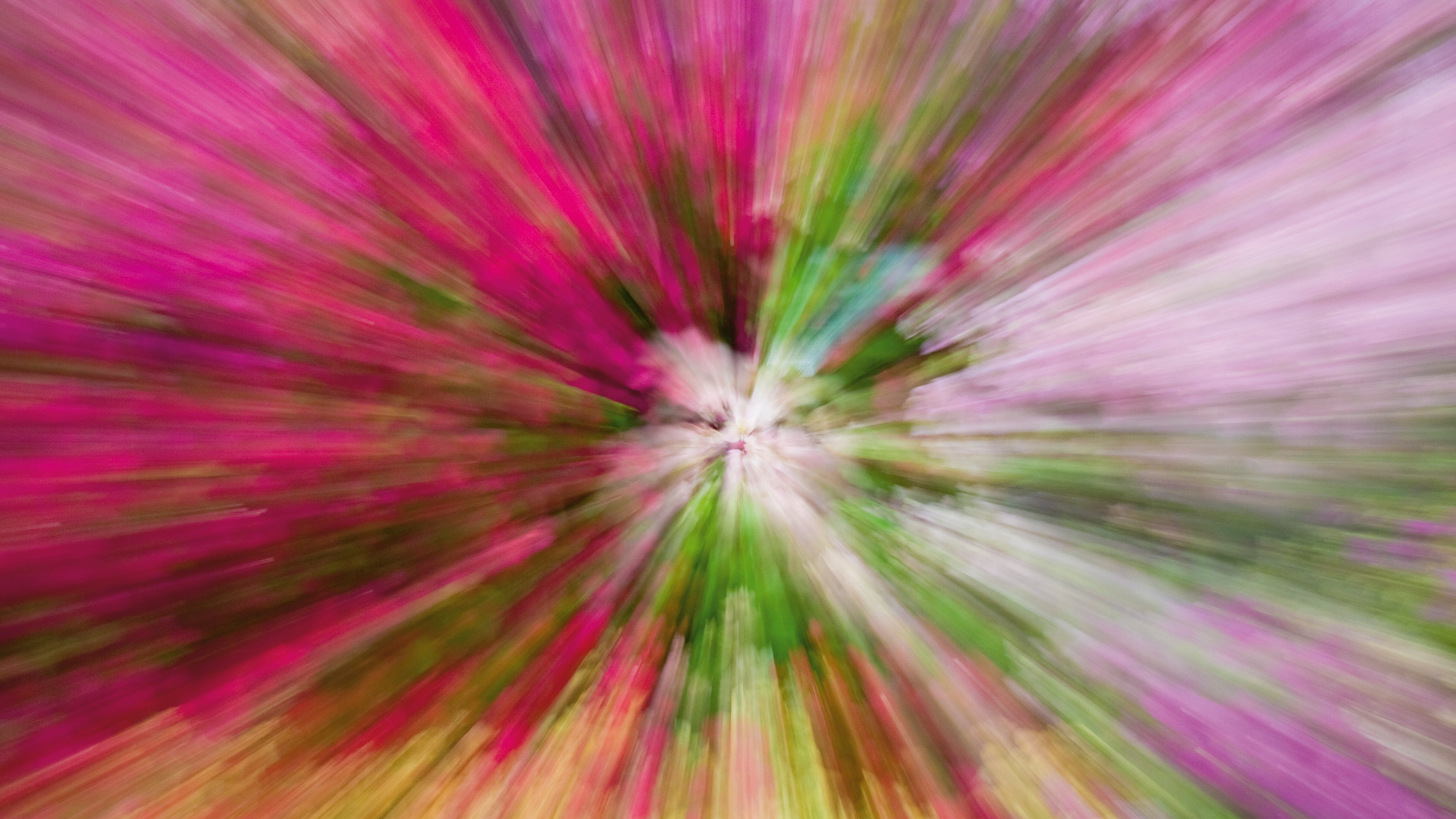 Blurred zoom effect of vibrant pink, green, and purple flowers radiating outward from the center