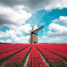 Windmill, Field, Sky, Flower, Plant, Spring, Farm, Rural area, Crop, Landscape, 