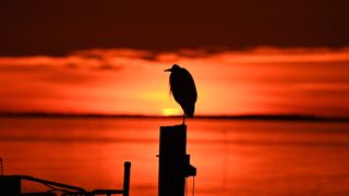 Bird standing on post in the sunset