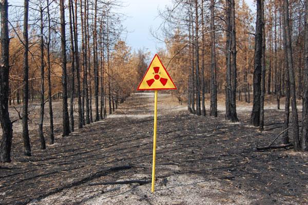 A dead forest is shown in the Chernobyl Exclusion Zone.