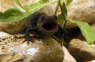 A great crested newt with its mouth open