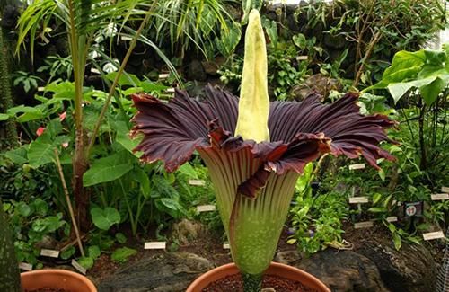 Trudy, UC Berkeley&amp;#039;s &amp;#039;corpse flower.&amp;#039;