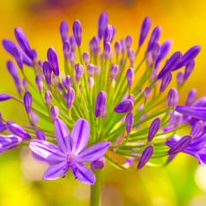 Purple agapanthus flower