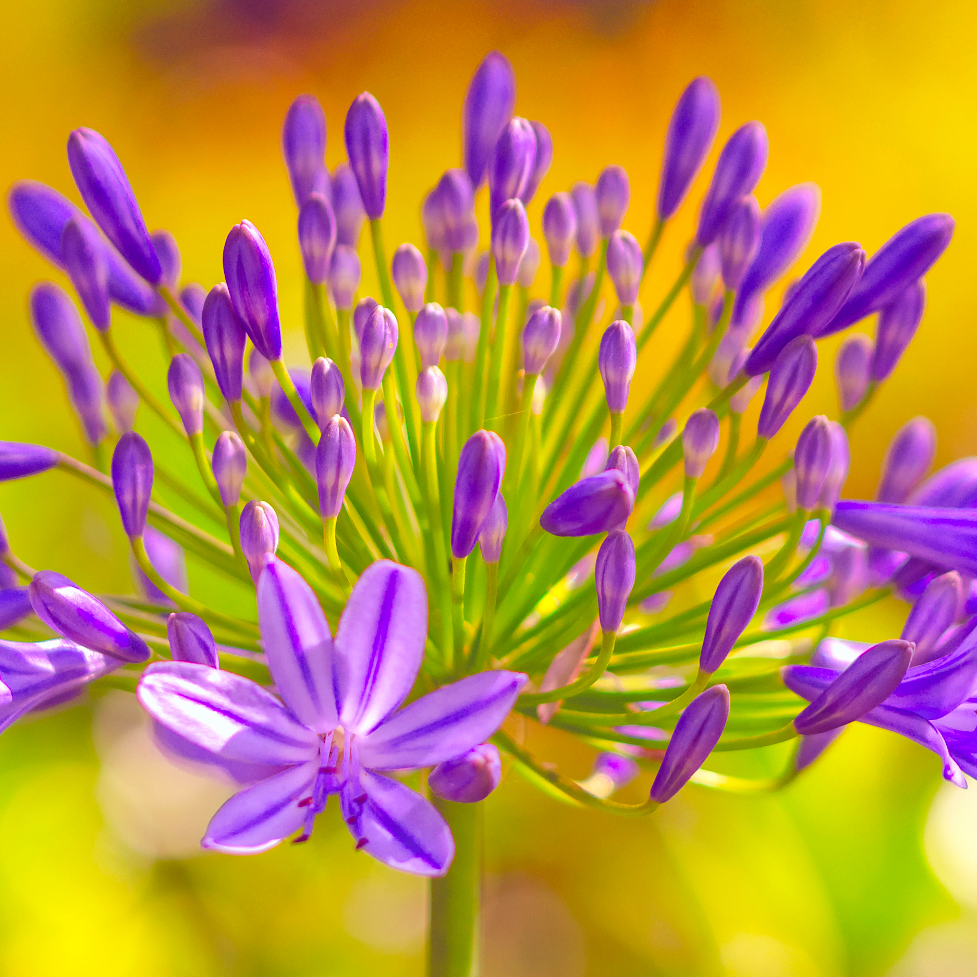 Purple agapanthus flower