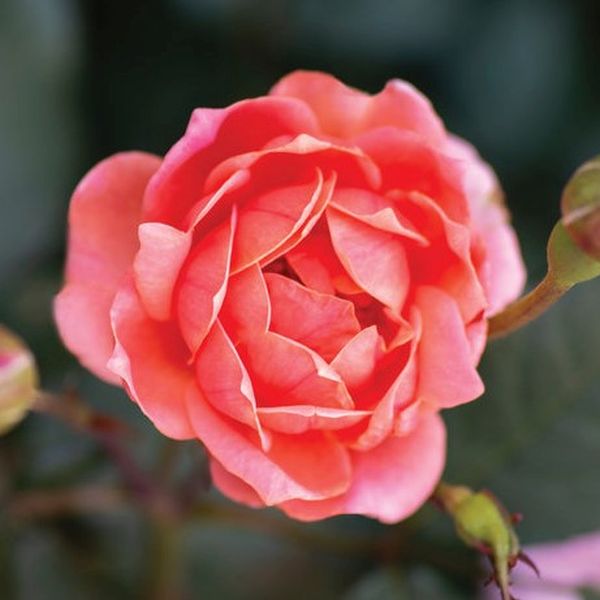 Coral Knock Out&amp;reg; Shrub Rose - #3 Container