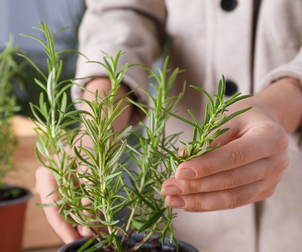 how-to-grow-rosemary-indoors-expert-tips-for-happy-herbs-homes-and