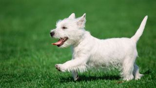 West Highland Terrier