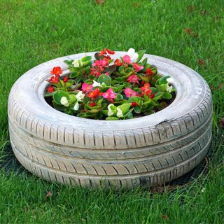 Flowers growing inside a tyre