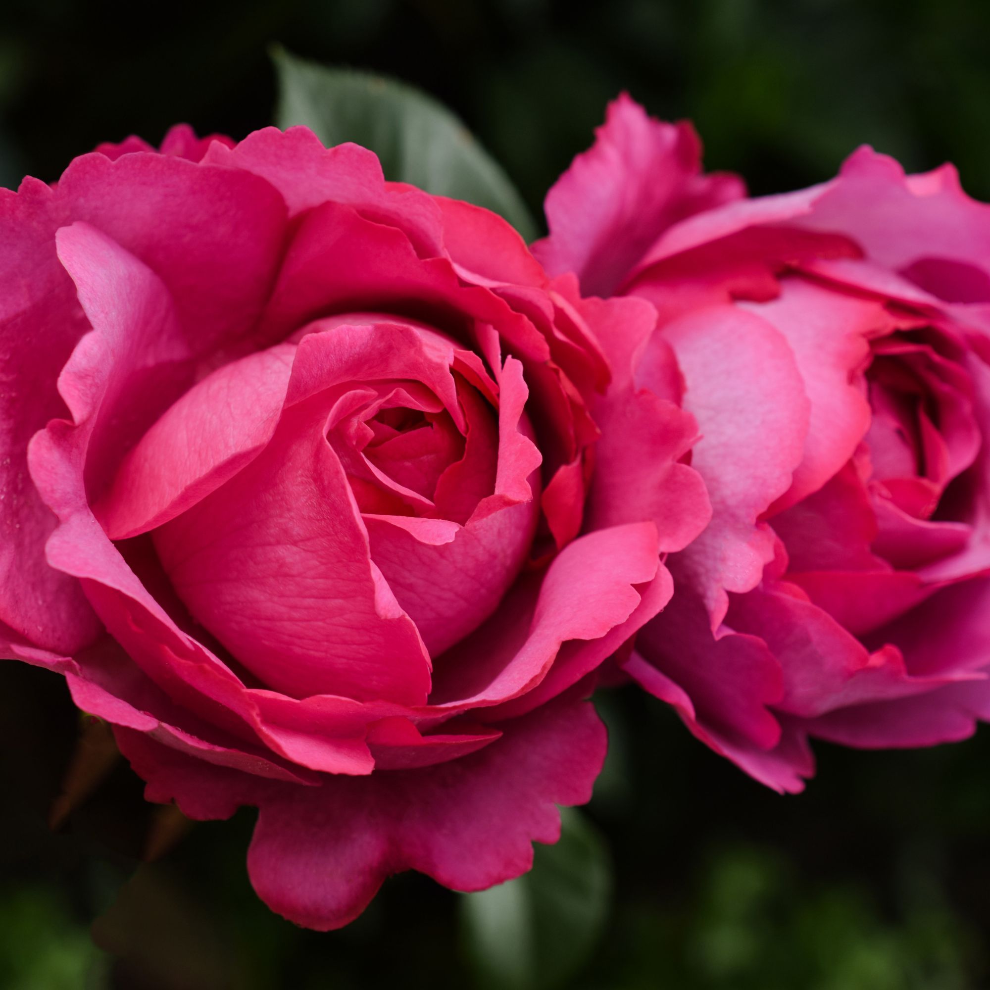 pink Yves Piaget roses