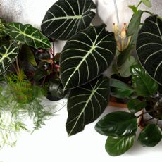 variety of dark houseplants