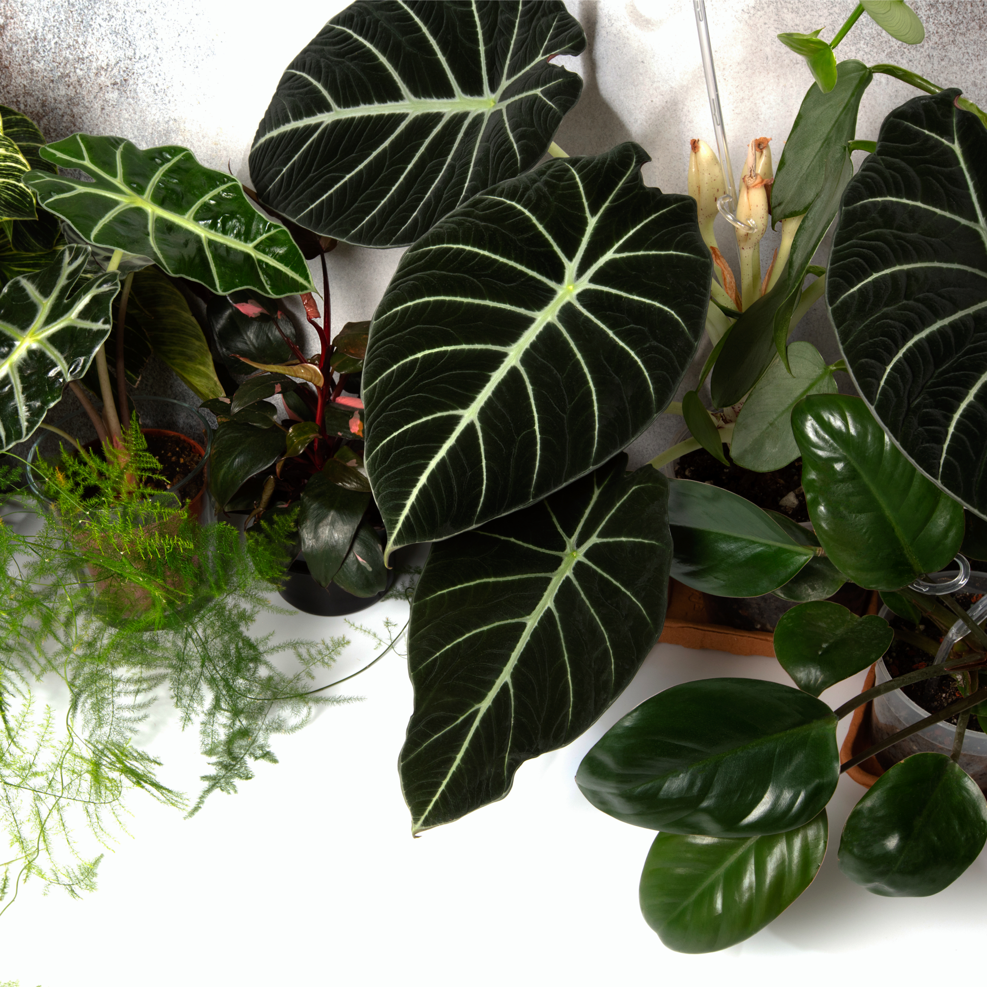 variety of dark houseplants