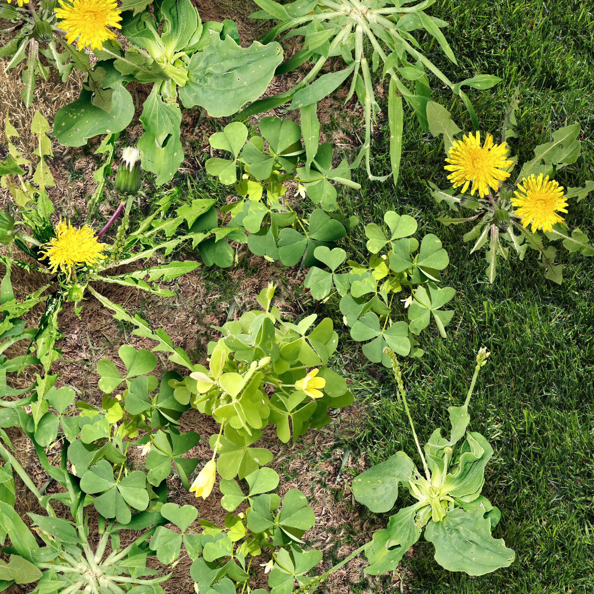 dandelion weeds in grass